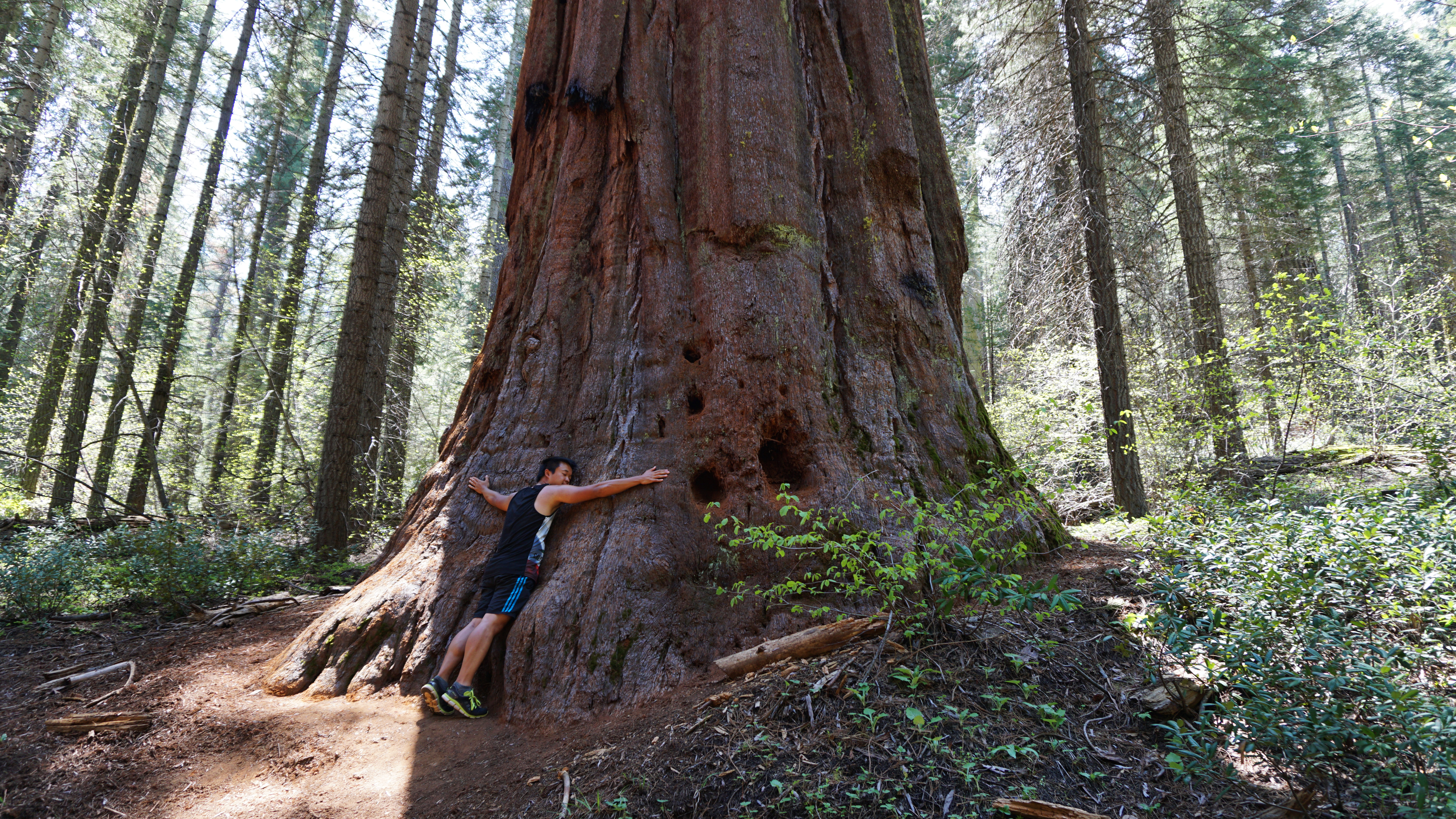 Andy krammer et sequoiatræ i Yosemite