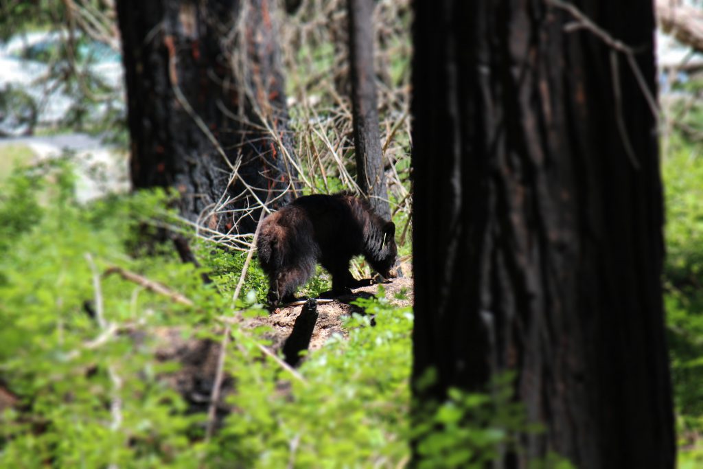 Bjørneunge i Yosemite