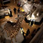 Giraf, National Museum of Scotland, Edinburgh, Skotland